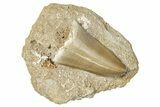 Large, Mosasaur (Mosasaurus) Tooth In Rock - Morocco #259762-1